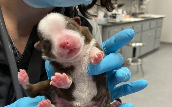 Skipper, The Miracle Puppy With Six Legs and Two Tails