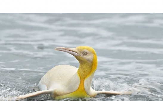 Yellow King Penguin