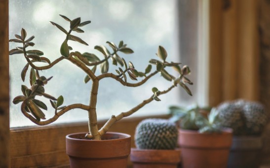  Do Houseplants Really Clean the Air Indoors? 
