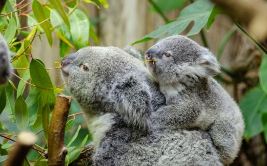 Koala bear with baby