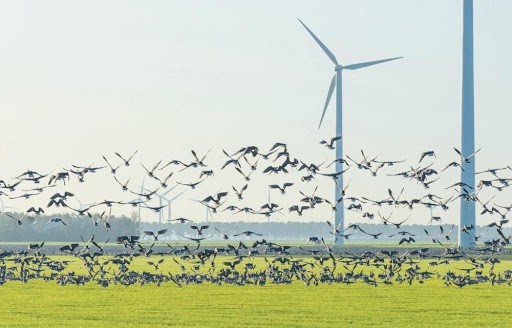 Predictive Wind Turbine Maintenance and Bird Death Prevention