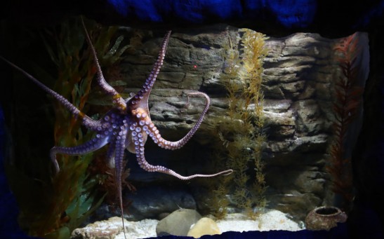 Science Times - Octopuses’ Pain is Not Just Physical, It’s Emotional, Too, According to Research