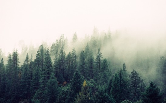 Forest trees with fog
