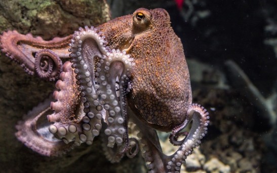  96-Armed Octopus Photographed In Japan and Many People Are Asking If It Is Real