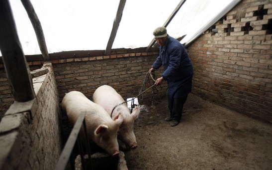 Science Times - African Swine Fever in China: New Variants Detected are Milder but Highly Infectious