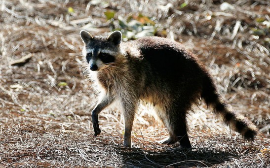 Science Times - Raccoons in Arlington Test Positive for Canine Distemper