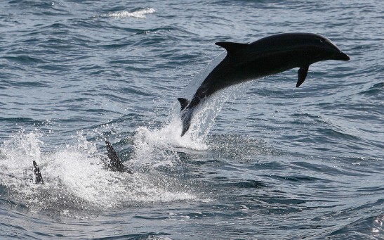 Science Times - Bottlenose Dolphins: Adjusting to Endure Intrusive Coastal Constructions, Study Concludes
