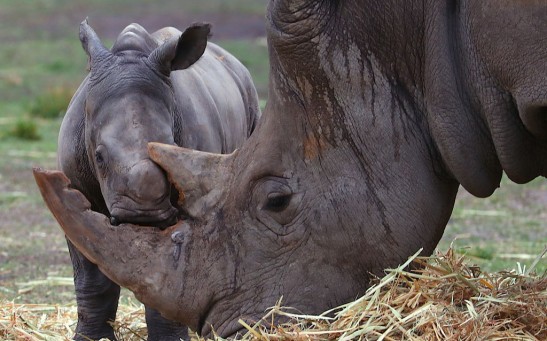 Taronga Western Plains Zoo Welcomes Baby White Rhino