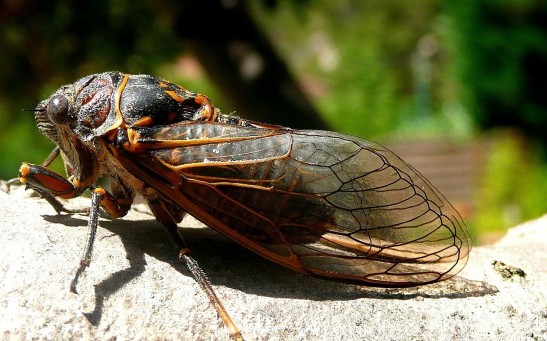  Brood X Cicadas Are Crawling Out of the Ground Sooner Than Expected