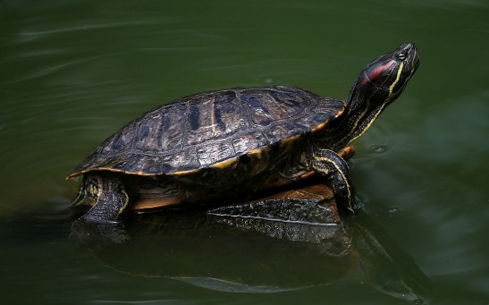 Science Times - Deadly Salmonella Outbreak: CDC Continues Investigating the Occurrence, Discourages People From Kissing Their Pet Turtle