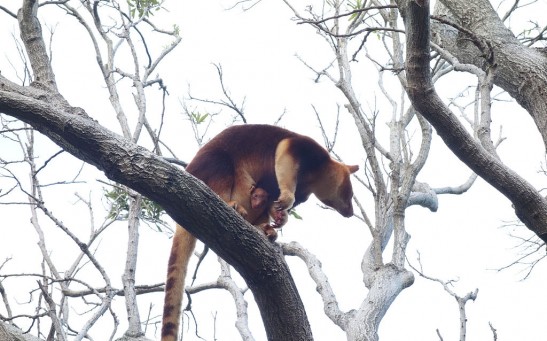 Taronga Zoo Welcomes Baby Tree Kangaroo