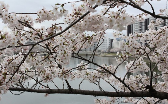  Cherry Blossoms and Climate Change: Japan's Earliest Bloom in 1,200 Years Blamed on Global Warming