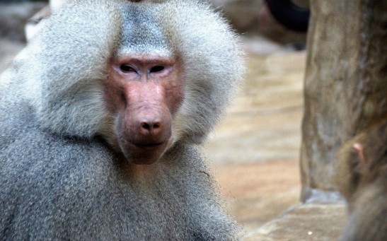 Male Baboons Fighting For Social Dominance Accelerates Their Aging Process