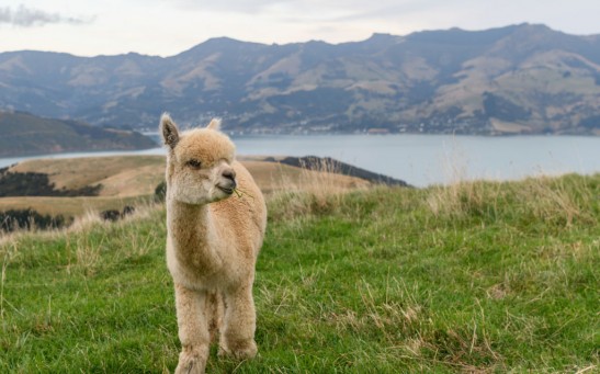 Science Times - 20-Year-Old Adopts Orphaned, Disabled Baby Alpaca; Mammal Gets Wheelchair as Gift to Walk Again