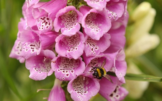 Science Times - Common Foxgloves Rapidly Evolve to Change Flower Length Through Hummingbird Pollination