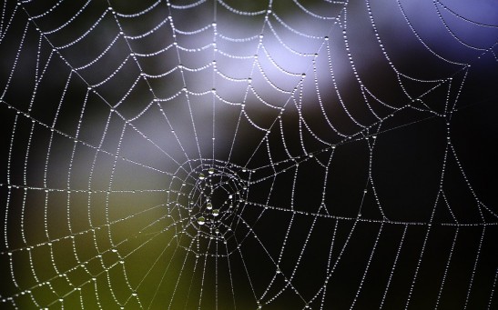  Vibrations From Spiderwebs Turned Into Music: Listen To Its Beautiful Sound