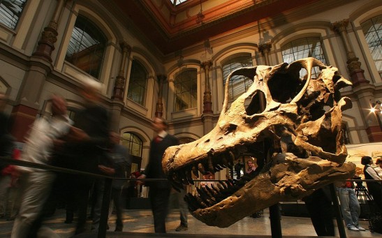 Reopening Of Natural History Museum In Berlin