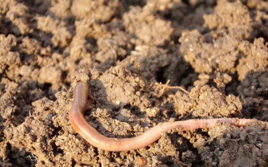  Invasive Jumping Worms From East Asia Are Invading the Midwestern States Threatening the Agriculture Industry