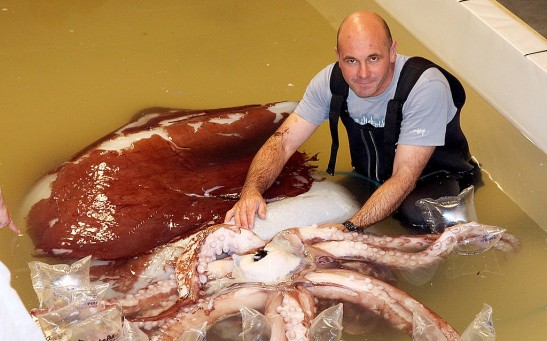 Giant Squid Defrosts At The Te Papa Museum