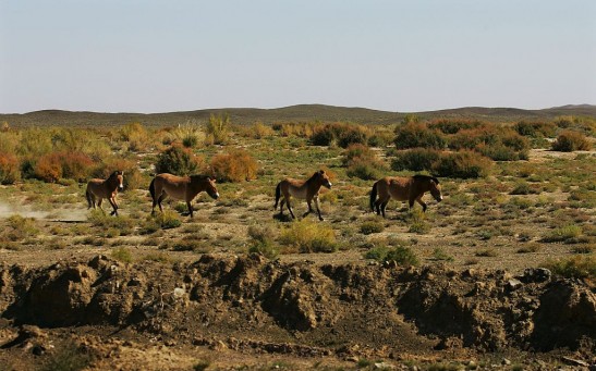 Przewalski's Horse In Xinjiang