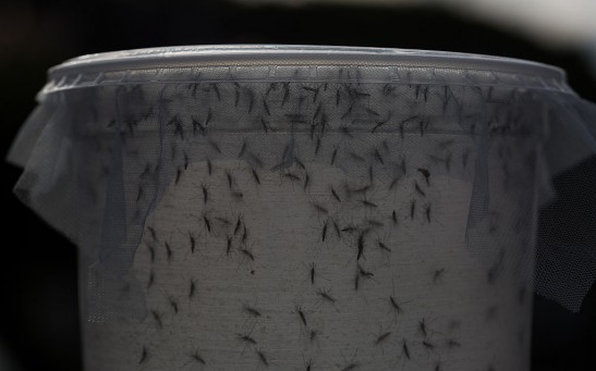 Sao Paulo Lab Produces Genetically-Modified Mosquitoes To Combat Zika Virus