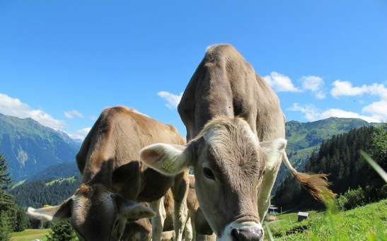  Pastured Cows Might Help Fight Climate Change, Studies Suggest