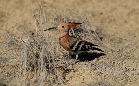 Science Times - Stinky Bird’s Egg Humans Usually Hate an Essential to Female Hoopoes
