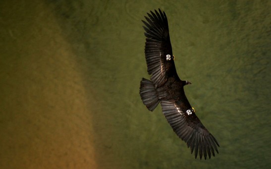 Science Times - Giant California Condors Discovered in Woman’s Home Causing Damage, Leaving Poops All Over the Place
