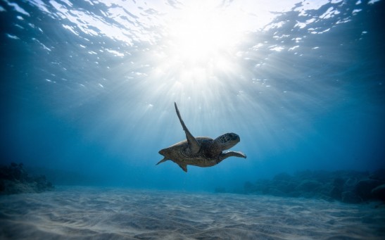 underwater-photography-of-turtle-2397653