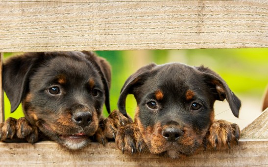 Science Times - Malnourished Puppies Rescued; Australian Couple Fined $7,000, Prohibited From Owning Pet for Feeding Dogs with Meat-Free Diet