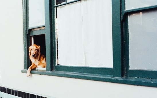 animal-dog-pet-window-2816
