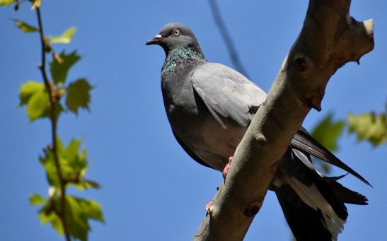  Pigeon With Mysterious Massive Feet Went Viral On Social Media: Was It Just An Illusion?