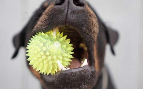  New Harmless Bacteria Strain Could Fight Dog's Bad Breath, Could Last For Up To Two Hours!