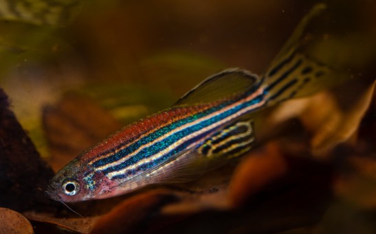 Science Times - Zebrafish Can Shield Humans While on Spaceflight –Report