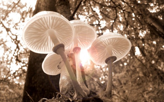  Mushrooms Could Solve Space Junk Problem Through Satellites Made of Mycelium Fibers