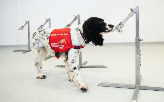 Science Times - COVID-19-Detecting Dogs: These Canines Can Detect 90 Percent of Cases, Including Asymptomatic Patients