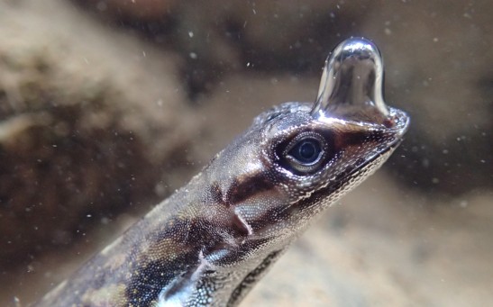 underwater-breathing-by-a-tropical-lizard