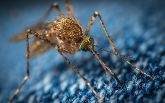 macro-photo-of-a-brown-mosquito-1685610