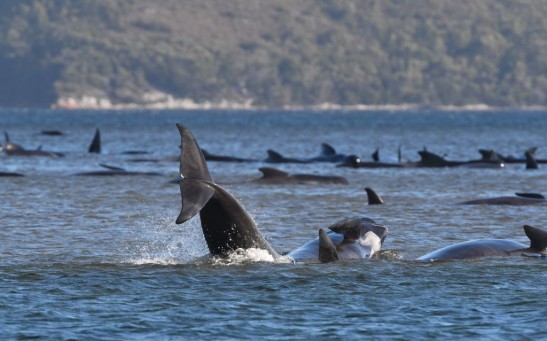 Whales Stranded In Tasmania's Macquarie Harbour