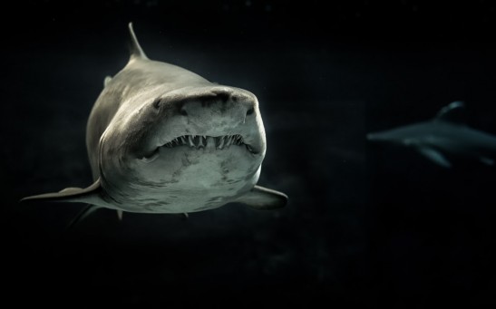 selective-photo-of-gray-shark-726478