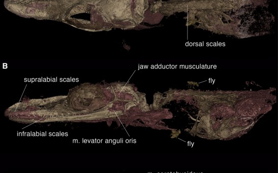 Mistaken Bird Fossils Is Found to Be a Mystery Small Lizard, Reanalysis Showed