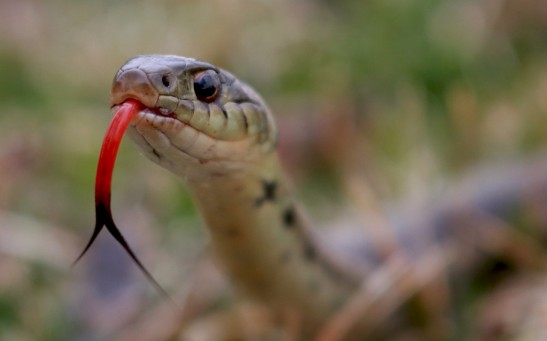  Snakes Use Their Forked Tongues to Smell, Scientist Reveals