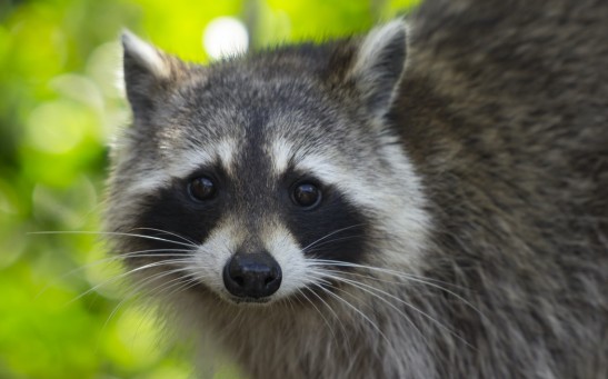  Rabies in Raccoon Reported in Raritan Township; Residents are Advised to Get Vaccinated, Stay Away from Stray Animals