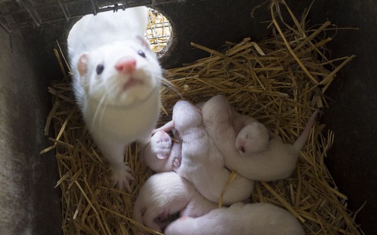 Lesnye Klyuchi fur farm in Russia's Stavropol Territory