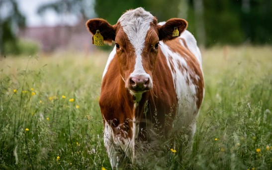  First Cloned Cow in Russia Opens Hope to Producing Lactose-Free Milk