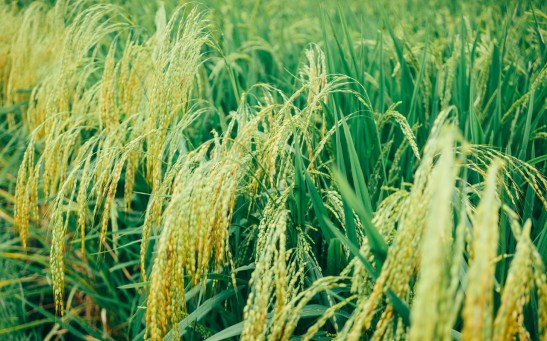 close-up-photo-of-rice-plains-2589457