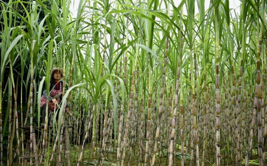 Science Times - First Successful Precision Breeding Of Sugarcane Through CRISPR/cas9 Revealed In 2 Studies