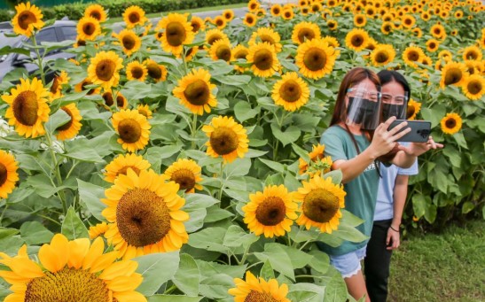 A Sunflower Field in the Philippines