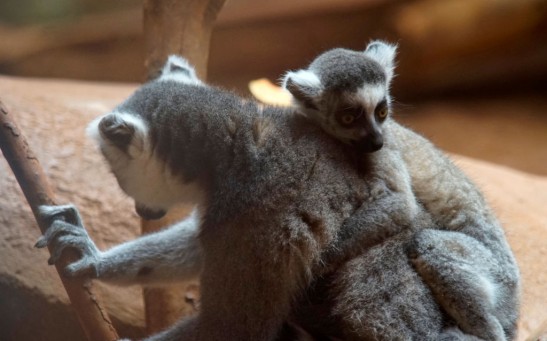 Science Times - Largest Lemurs With Weight Similar to Adult Humans Found To Have Attained Their Gigantic Size by Eating Leaves
