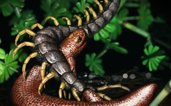 Artistic reconstruction of J. bolti gen. et sp. nov. battling with a centipede in the foliage of Mazon Creek.